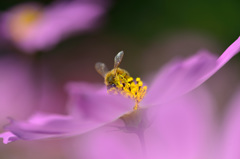 花粉でお化粧-Ⅲ