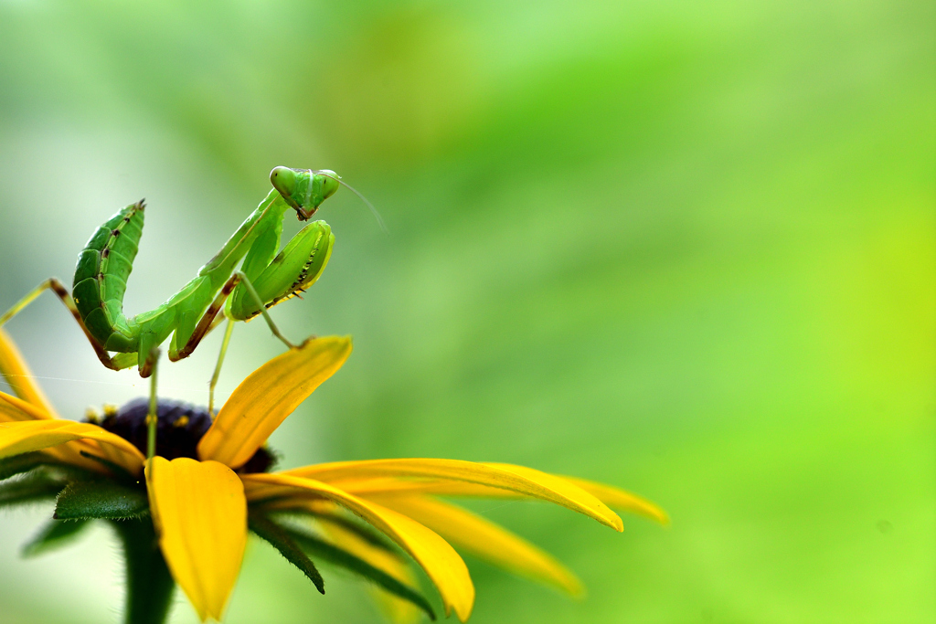 カマキリメラン‐Ⅱ