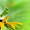 カマキリメラン‐Ⅱ
