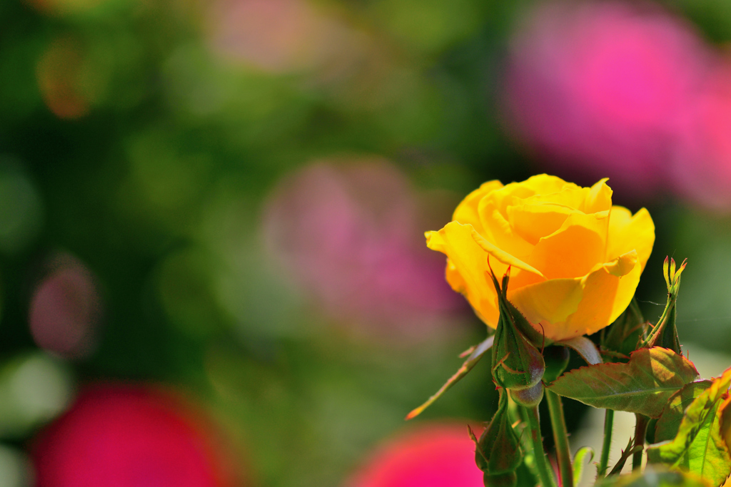 無料バラ園にて-Ⅲ