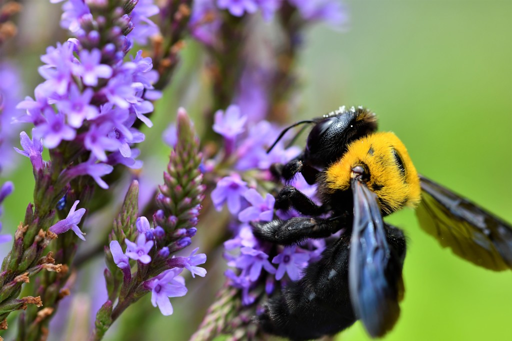 The flight of bumble bee