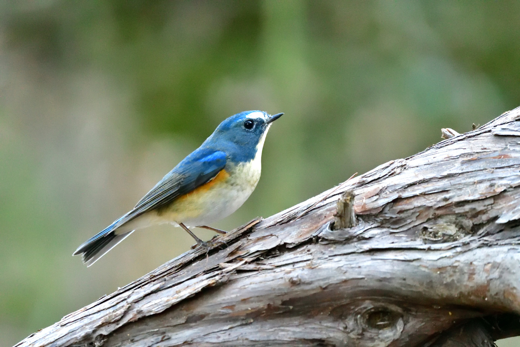 もっと明るい場所に出ておいでﾖ-Ⅱ