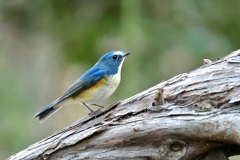 もっと明るい場所に出ておいでﾖ-Ⅱ