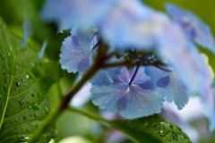 紫陽花と雨