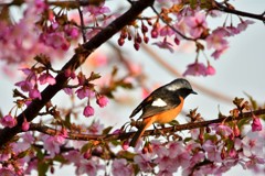 春を満喫して-Ⅱ