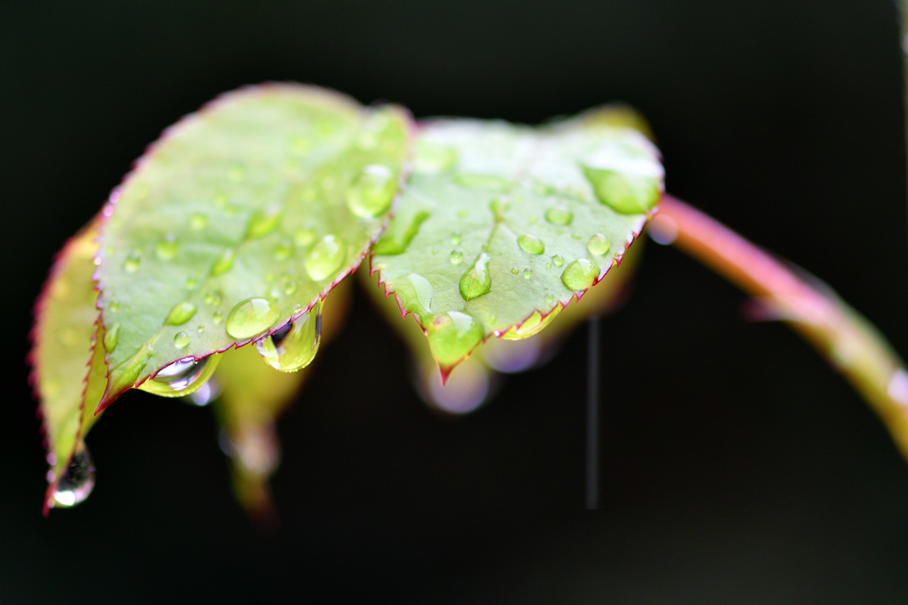 庭のバラと雨-Ⅱ