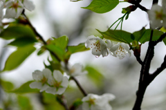 雨と桜-Ⅰ