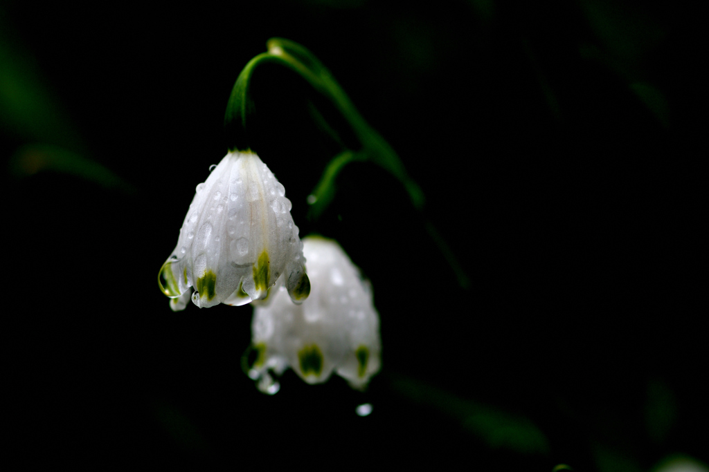 雨音
