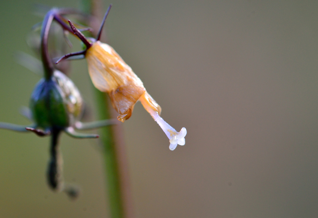 coming of winter-Ⅲ