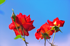 青空を見つめて