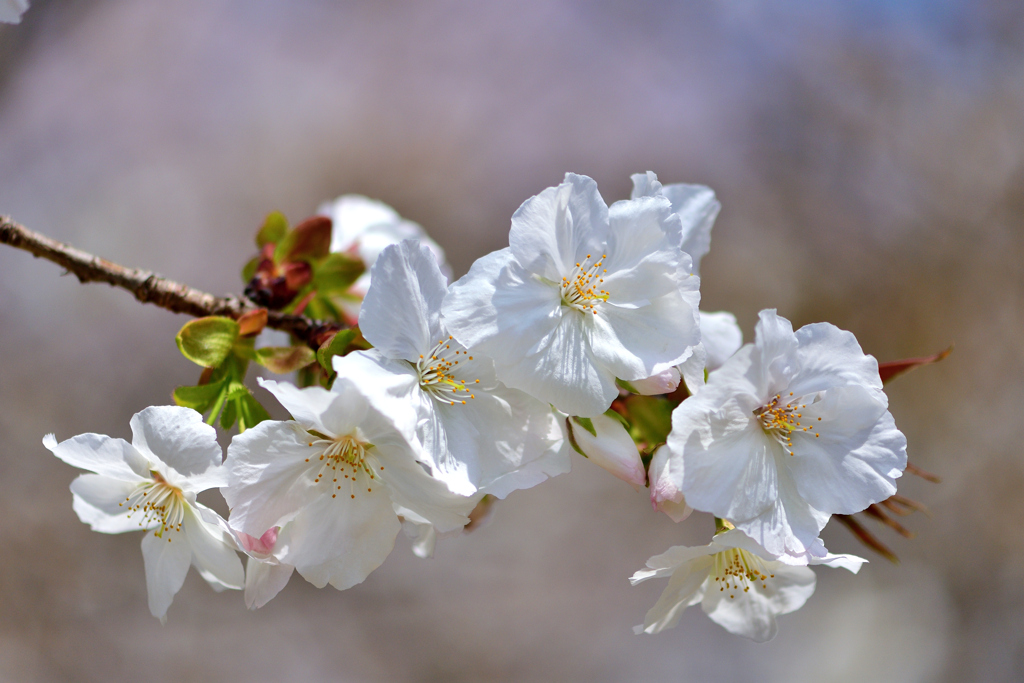 春の花たち-XXII