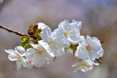 春の花たち-XXII
