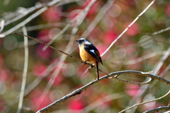 ジョージ花をバックに-Ⅱ