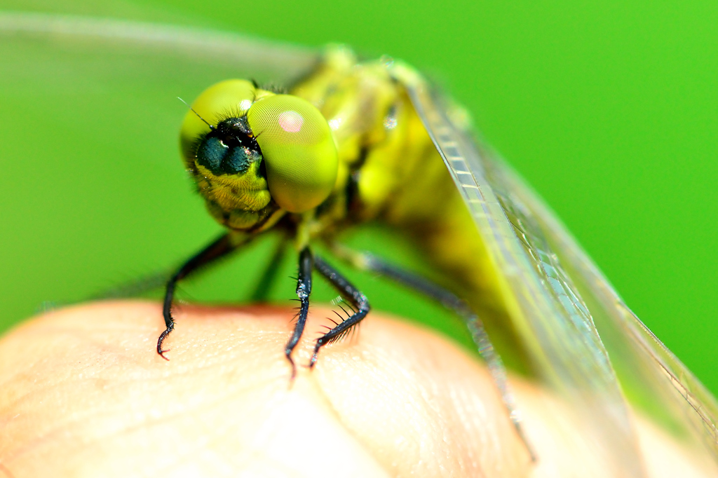dragonfly-Ⅳ
