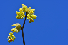 青空とトサミズキ