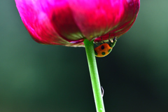 てんとう虫とポピー-Ⅲ