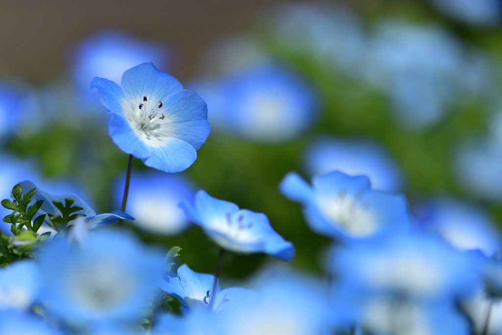 春の花たち