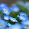 春の花たち