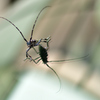 害虫フロントガラスに飛来-Ⅱ