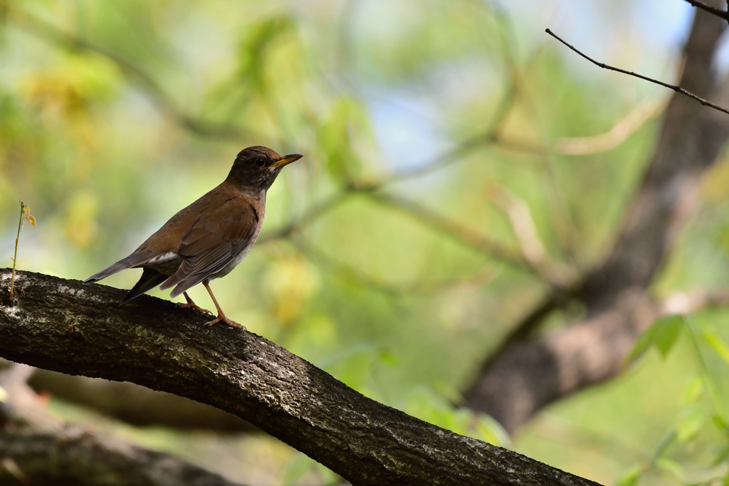 今日の野鳥たち-Ⅵ