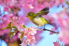春と桜とメジロ-Ⅰ
