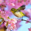 春と桜とメジロ-Ⅰ