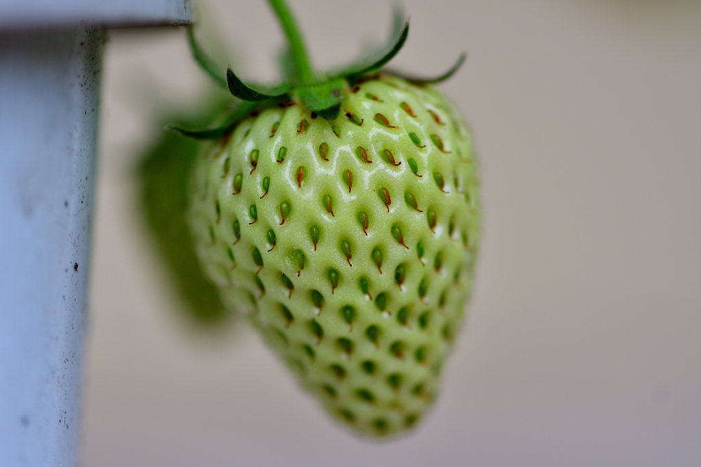 家庭菜園 紅ほっぺ