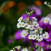 春の花たち-Ⅹ