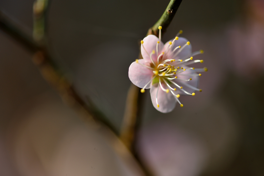 春風に誘われて-Ⅷ