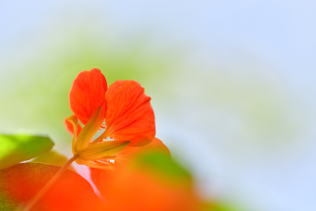 sparkle in the morning sun