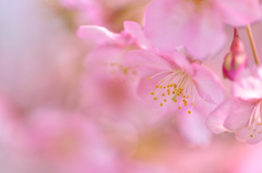 spring wind-Ⅱ