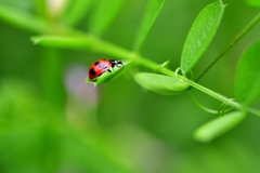 ladybug-Ⅱ