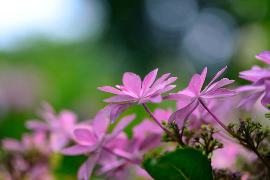 住心院　紫陽花-Ⅲ