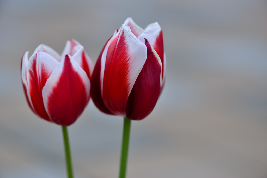 cannot wait for spring to come-Ⅰ