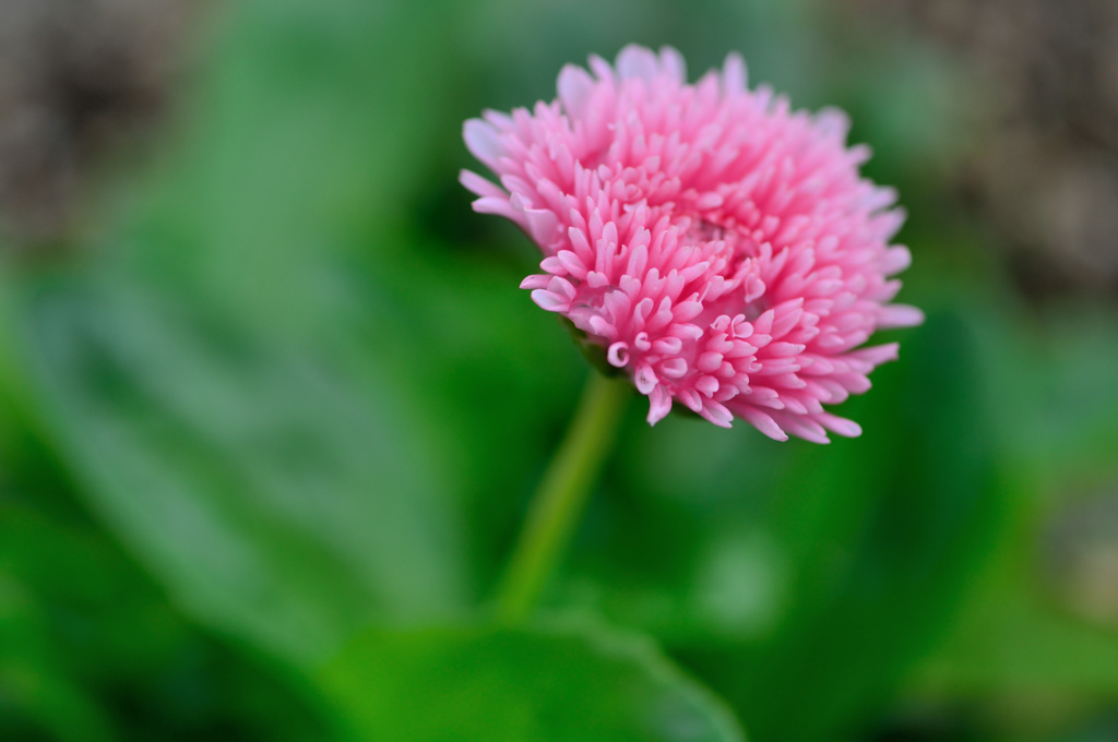 深山イギリス庭園より-Ⅵ