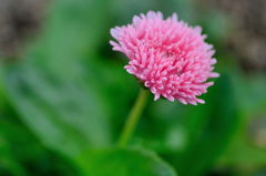 深山イギリス庭園より-Ⅵ