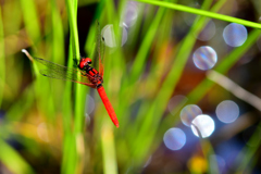 Dragonfly