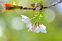 英国有り難う 太白桜-Ⅱ
