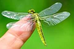 dragonfly-Ⅰ