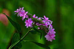紫陽花と雨