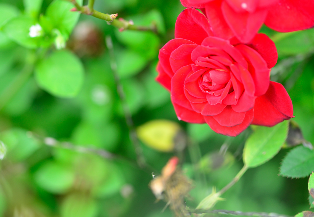 深山イギリス庭園より-Ⅳ