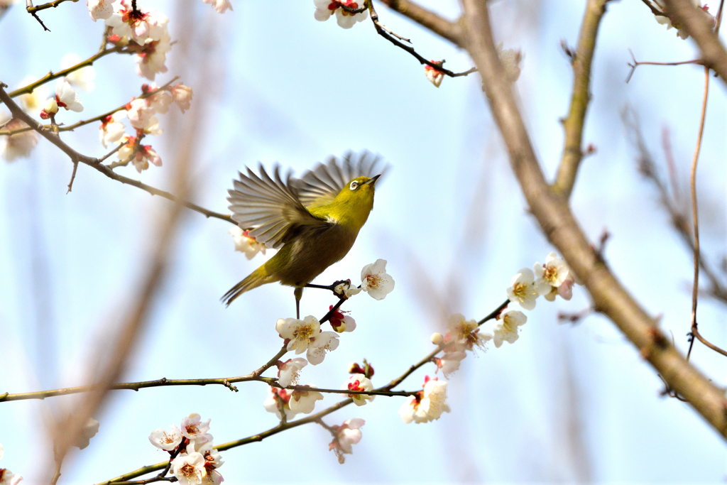 ウメジロウ