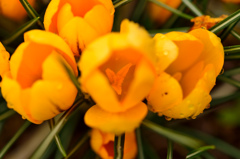 spring scene-Ⅹ