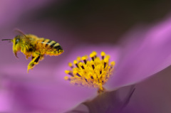 花粉でお化粧-Ⅱ