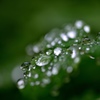 雨上がり