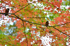 ヤマガラと紅葉-Ⅱ