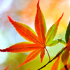 赤と緑