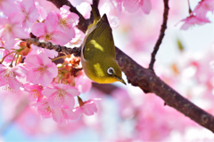 春風に揺られて