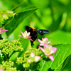 かわいいクマバチ-Ⅲ