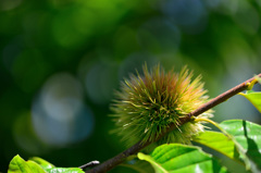 marron 3.8